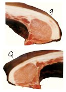 
【大国粮策】猪的胖瘦，在基因里早就定好了？